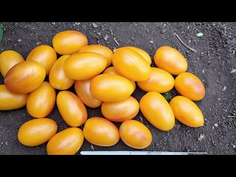 Видео: ТОМАТЫ, которые обязательно буду сажать в 26 году, урожайные, вкусные, как мед