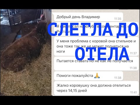 Видео: ПАРЕЗ ДО ОТЕЛА: КАК ЛЕЧИЛ КОРОВУ