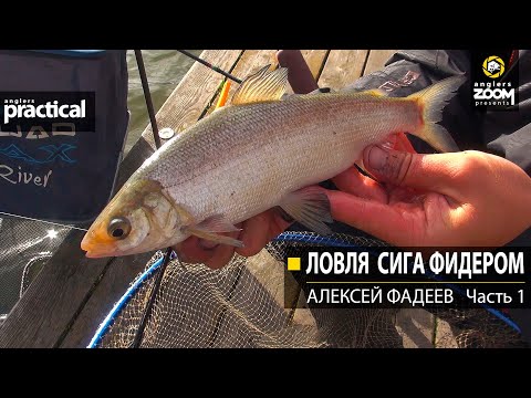 Видео: Ловля сига фидером. Алексей Фадеев. Часть 1. Anglers Practical