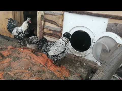 Видео: Породы кур в моём хозяйстве. Часть. 3. Павловская порода кур!