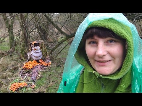 Видео: Грибы вёдрами в январе! Неожиданная находка! 11.01.2025.