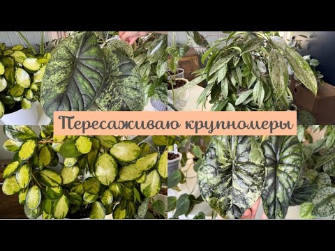 Видео: Пересаживаю растения//ЗАТЯНУЛА с пересадкой//БОЛТАЕМ