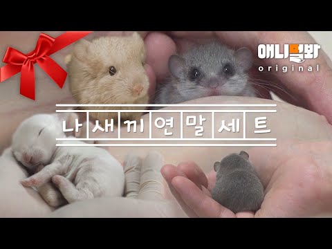 Видео: Сборник лучших в мире детских животных