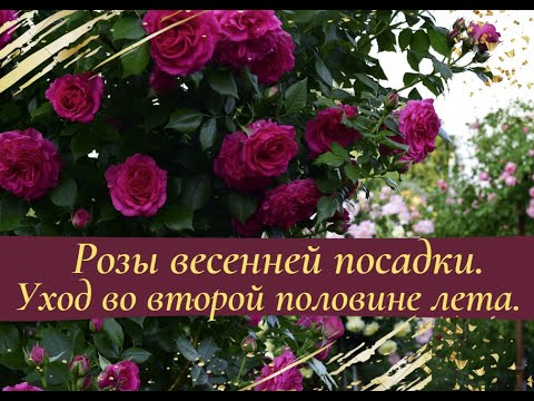 Видео: Розы весенней посадки.  Уход во второй половине лета.
