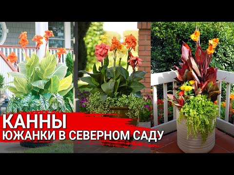 Видео: Канны – южанки в северном саду