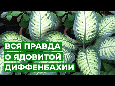 Видео: Диффенбахия - коварная красавица // Секреты  выращивания диффенбахии дома