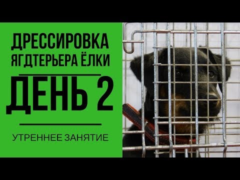 Видео: Дрессировка ягдтерьера Ёлки. День 2. Утреннее занятие