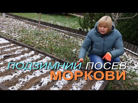 Видео: Подзимний посев МОРКОВИ! Советы от ЗЕЛЕНОГО ОГОРОДА!