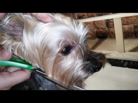 Видео: Как подстричь йорка /стрижка йоркширского терьера дома.
