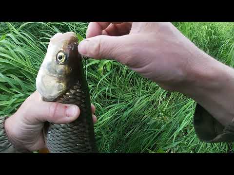 Видео: Самая лучшая рыбалка на голавля !