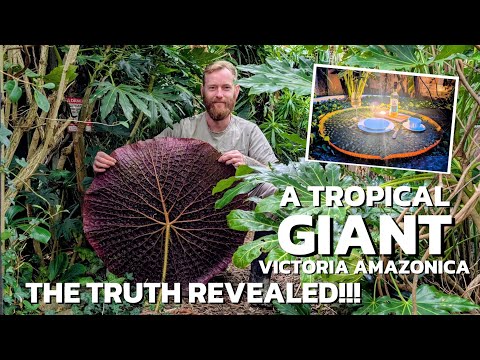 Видео: ГИГАНТСКАЯ КУВШИНА — как вырастить её в тропическом саду Великобритании