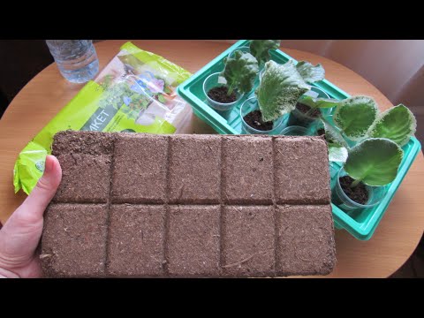 Видео: Тестирую Почвобрикет Для Фиалок! Торфогрунт!