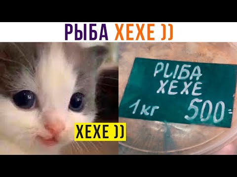 Видео: РЫБА ХЕХЕ))) Приколы | Мемозг 885
