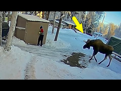 Видео: Неожиданные встречи с дикими животными, снятые на камеру!
