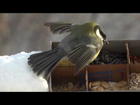 Видео: Что синички любят есть?