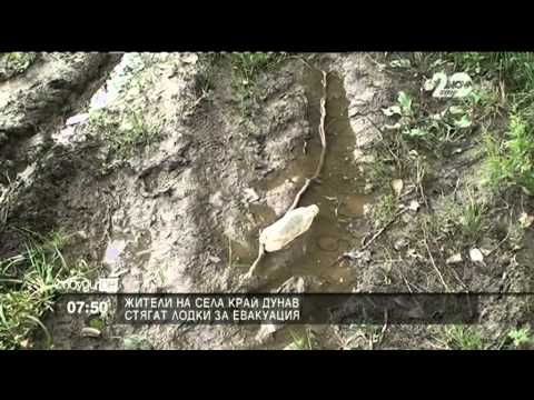 Видео: Дъбован