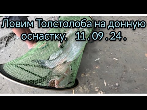 Видео: Ловим Толстолоба на донную оснастку 11.09.24