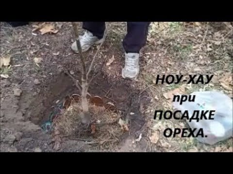 Видео: Посадка саженцев ореха осенью. Наш способ посадки грецкого ореха от А до Я. Посадили орехи в лесу.
