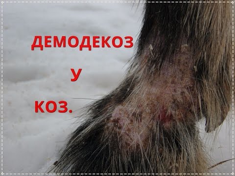 Видео: Демодекоз у коз - симптоматика , лечение .