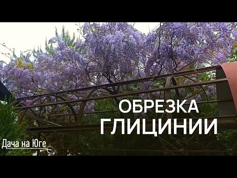 Видео: Дача на Юге - Обрезка Глицинии (Вистерии)