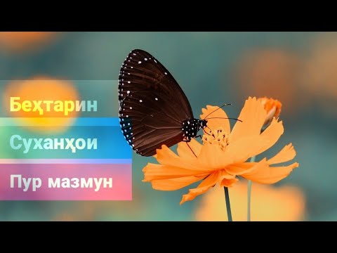 Видео: Беҳтарин суханҳои пур мазмун ва суханҳои тарбияви #1