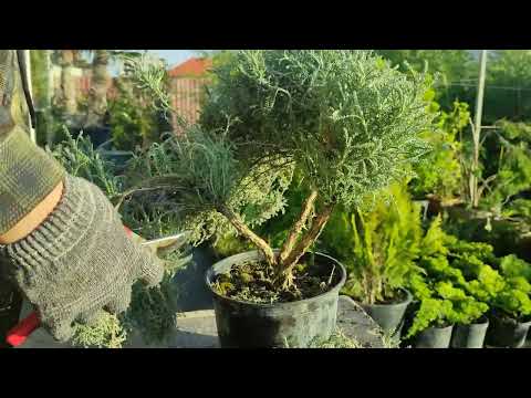 Видео: санталина стрижка.эксперимент часть 1.