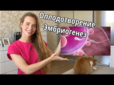 Видео: Оплодотворение. Эмбриогенез. Очень подробно за 9 минут.
