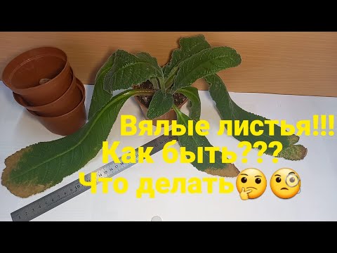 Видео: Стрептокарпус опустил листья и не реагирует на подкормку