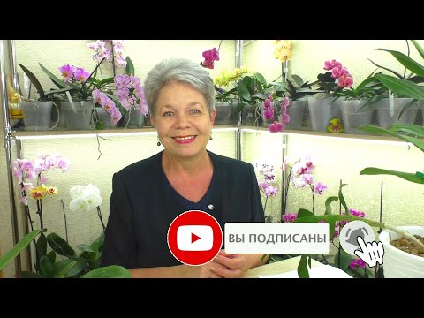 Видео: №6. Ответы на вопросы ИЗ ЖИЗНИ ОРХИДЕЙ 💐 "Вопрос в КОПИЛКУ Знаний" от ПОДПИСЧИКОВ 😊 05.07.2021г.