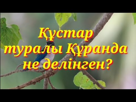 Видео: Құстар туралы Құранда не делінген?