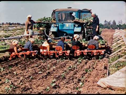 Видео: Овощеводство: Белокочанная капуста, 1973