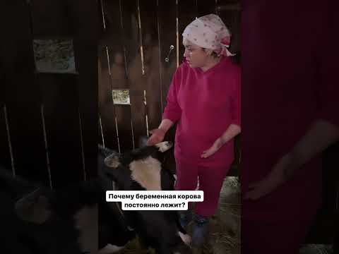 Видео: Почему беременная корова постоянно лежит?
