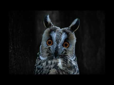 Видео: Звук отпугивающий мышей и крыс. Звук ушастой совы