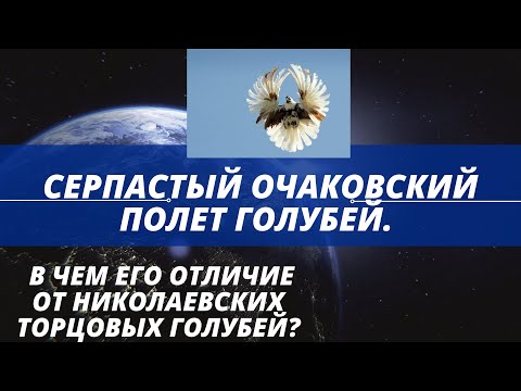 Видео: Серпастый очаковский полет голубей. В чем его отличие от николаевских торцовых голубей.