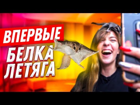 Видео: ВПЕРВЫЕ: БЕЛКИ ЛЕТЯГИ ЛЕТАЮТ ПО КОМНАТЕ