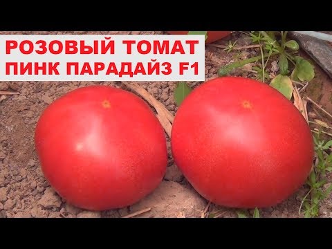 Видео: Урожайный розовый томат Пинк Парадайз F1 - Розовый гибрид помидора