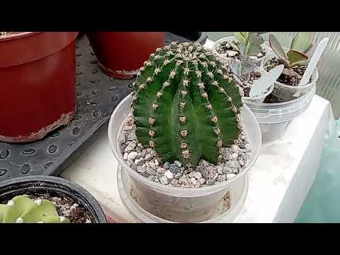 Видео: День Победы. 9 мая. Бутоны на кактусах. Первое цветение нотокактус. Мои сеянцы.