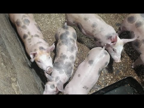 Видео: 503‼️ИТОГ СКОЛЬКО СДОХЛО ПОРОСЯТ ОТ ИНФЕКЦИИ ‼️ЧЕМ ЛЕЧИЛ ПОНОС У ПОРОСЯТ‼️СОБИРАЕМ ДЕТЕЙ В ШКОЛУ😎