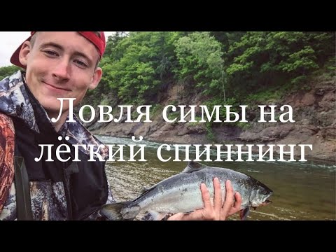 Видео: Ловля СИМЫ на лёгкий спиннинг в ПРИМОРЬЕ! / Cherry salmon.