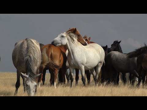 Видео: Табун лошадей в августе.
