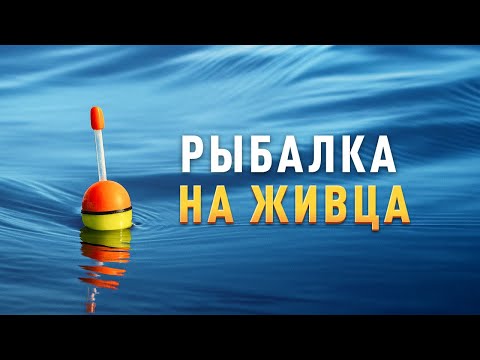 Видео: ОСЕННЯЯ РЫБАЛКА НА ЖИВЦА. Где искать малька осенью?