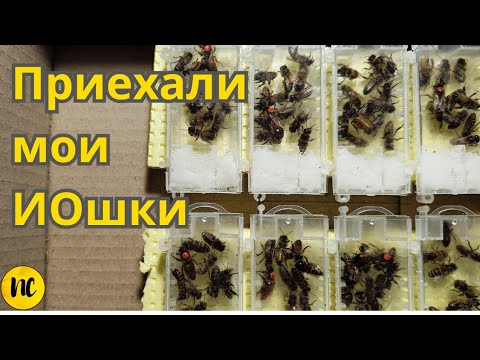 Видео: Матки вернулись после инструментального осеменения. Как подсаживать маток ИО.