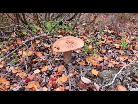 Видео: СЛАЙДЫ с комментариями.  2022.  Кольский полуостров.