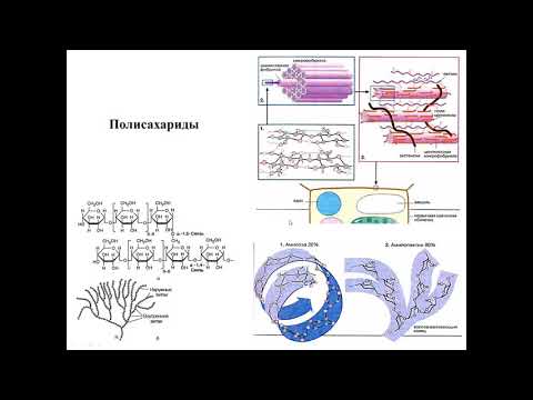 Видео: Лекция 4. Углеводы. Химическая природа, переваривание, всасывание.