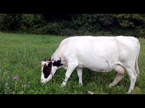 Видео: коровы под присмотром электропастуха//правильный монтаж электроизгороди