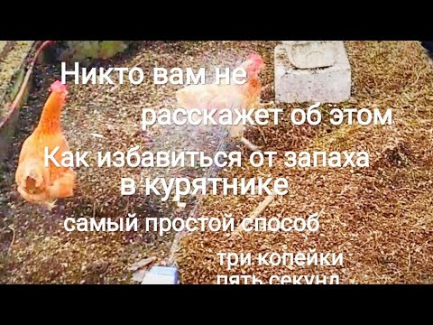 Видео: Как избавиться от запаха в курятнике. Самый простой и дешёвый способ.  Спорим ты не знаешь этого!!!