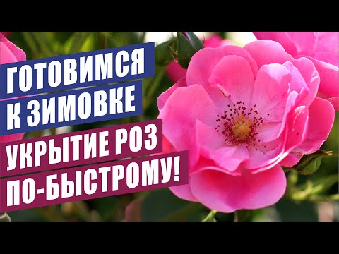 Видео: ГОТОВИМСЯ К ЗИМОВКЕ. УКРЫТИЕ РОЗ ПО-БЫСТРОМУ!