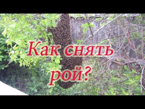 Видео: СУПЕР СПОСОБ!!! КАК ПРАВИЛЬНО СНЯТЬ ПРИВИВШИЙСЯ РОЙ С КУСТА, ДЕРЕВА!!!🔥🔥🔥