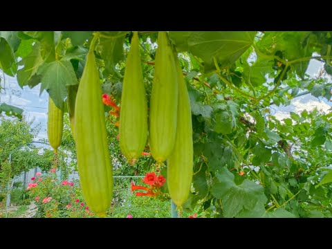 Видео: Люффа өсіру.Жөкені көшеттен егу. Мочалка өсіру. Жөке жасау