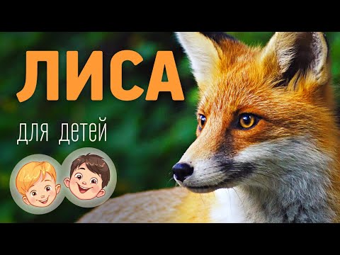 Видео: Лиса. Видео про животных для детей 3+